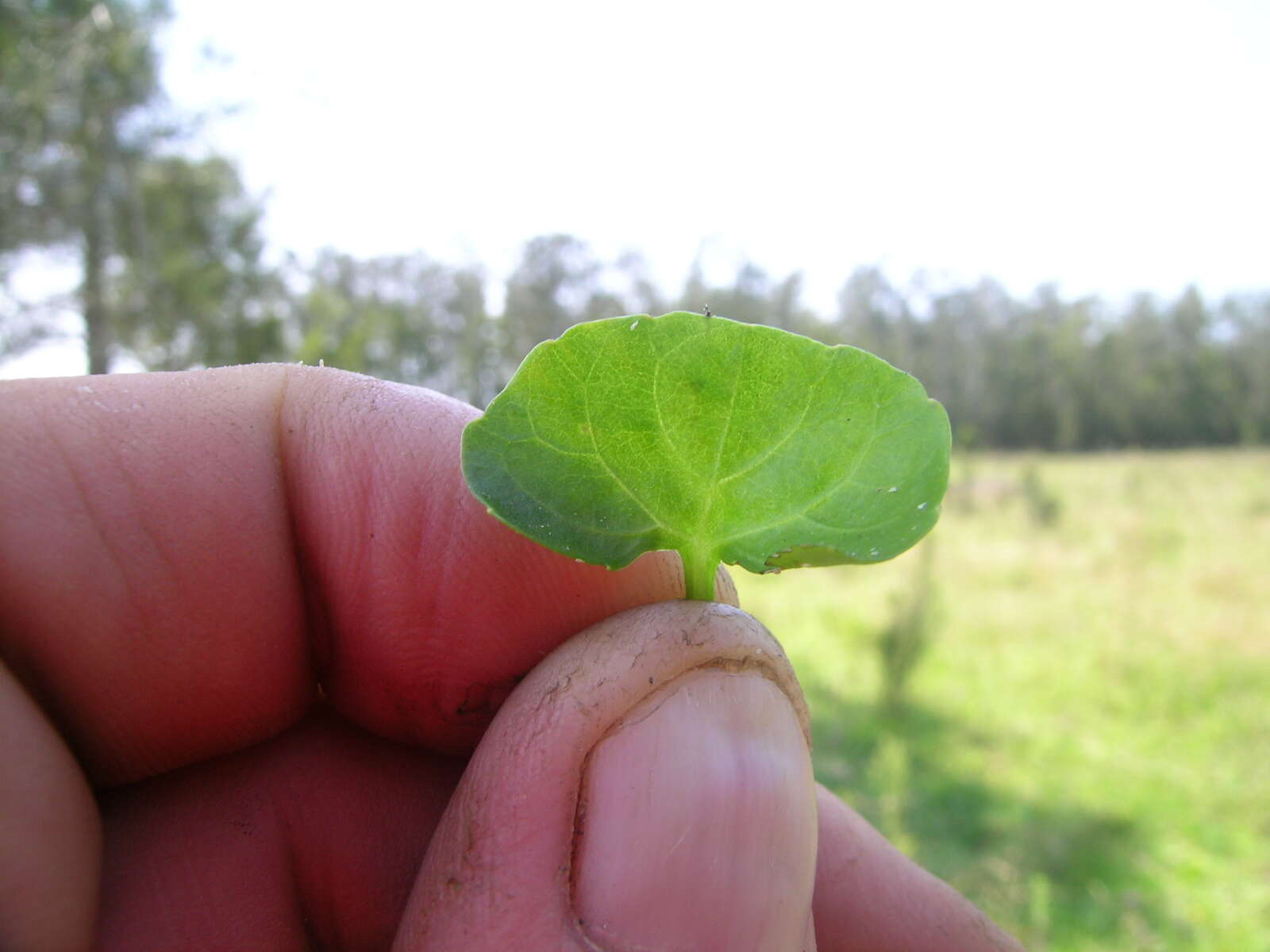 Image of Ivy-leaved Violet