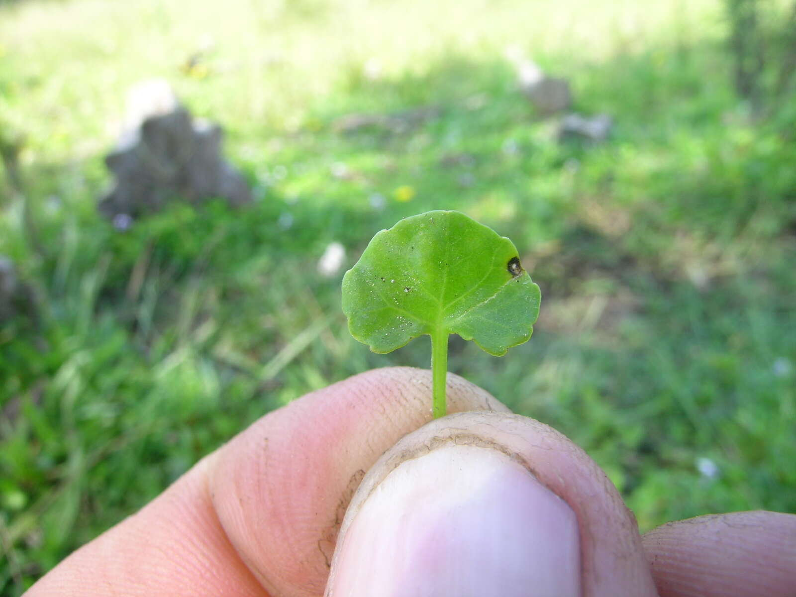 Image of Ivy-leaved Violet