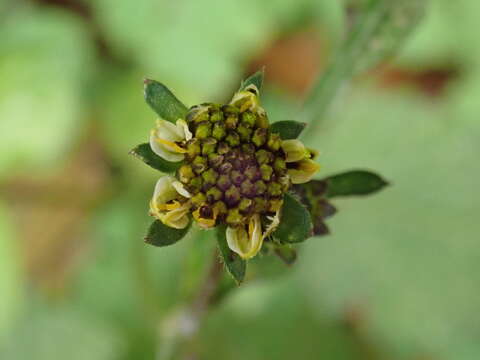 صورة Bidens pilosa var. minor (Bl.) Sherff