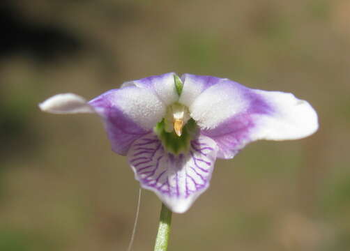 Image of Ivy-leaved Violet