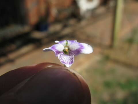 Image of Ivy-leaved Violet