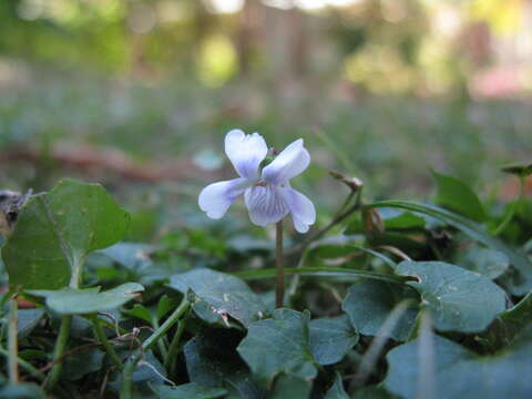 Image of Ivy-leaved Violet