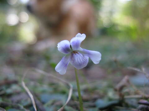 Image of Ivy-leaved Violet