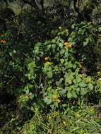 Image of Lantana horrida Kunth