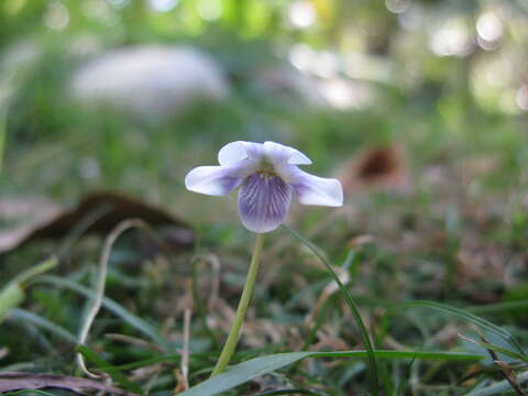 Image of Ivy-leaved Violet