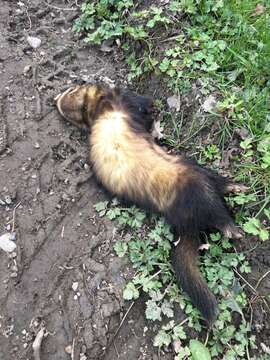 Image of western polecat, polecat