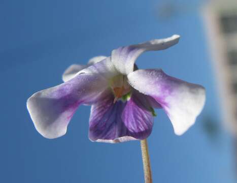 Image of Ivy-leaved Violet