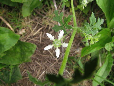 Image of Blumenbachia catharinensis Urb. & Gilg