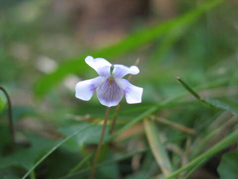 Image of Ivy-leaved Violet