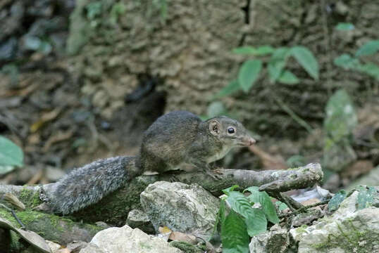 Rhinosciurus Blyth 1856 resmi