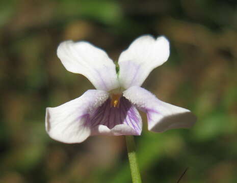 Image of Ivy-leaved Violet