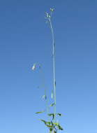 Image of ironweed