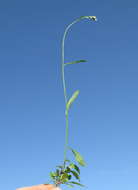Image of ironweed