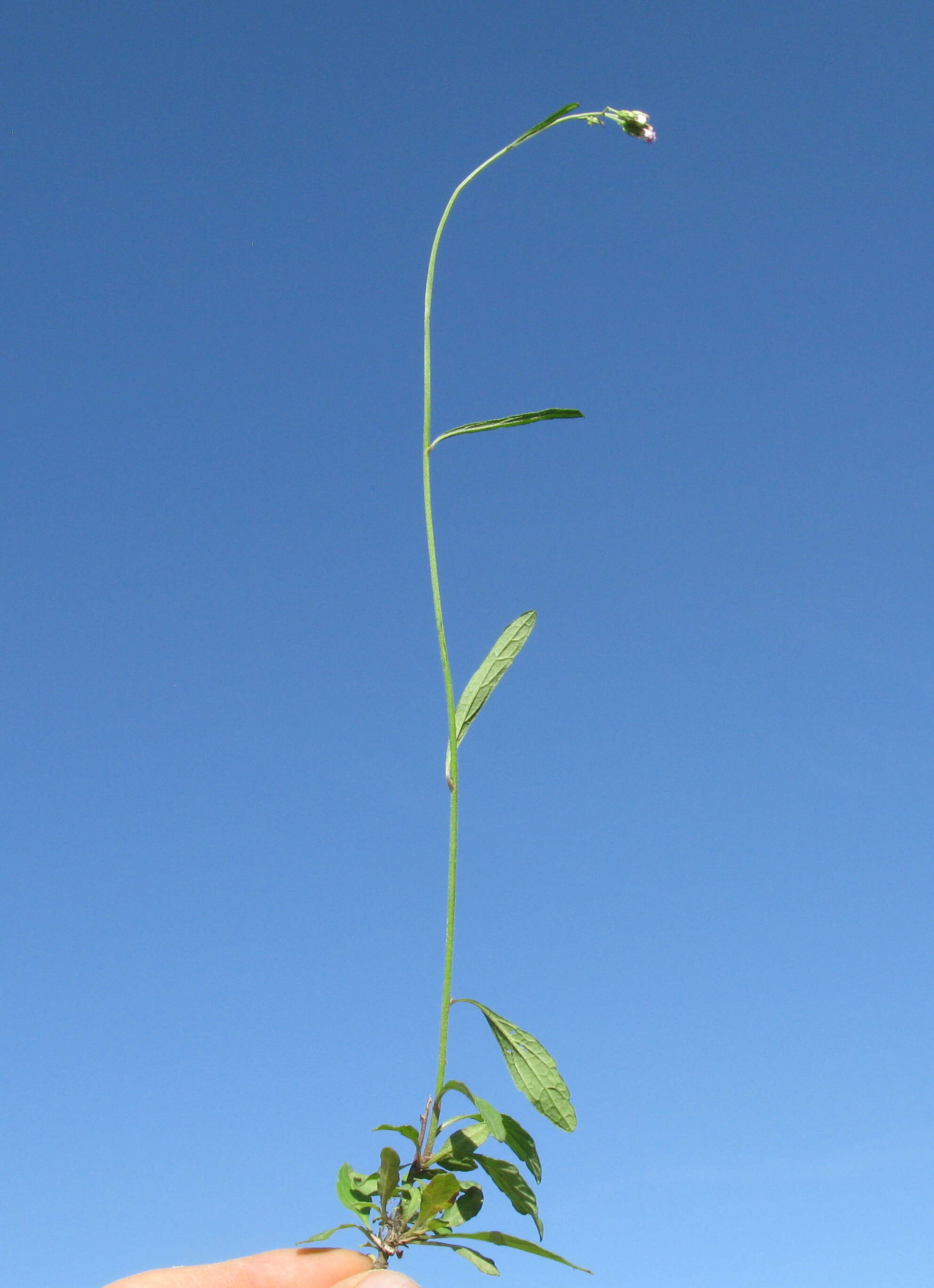 Image of ironweed