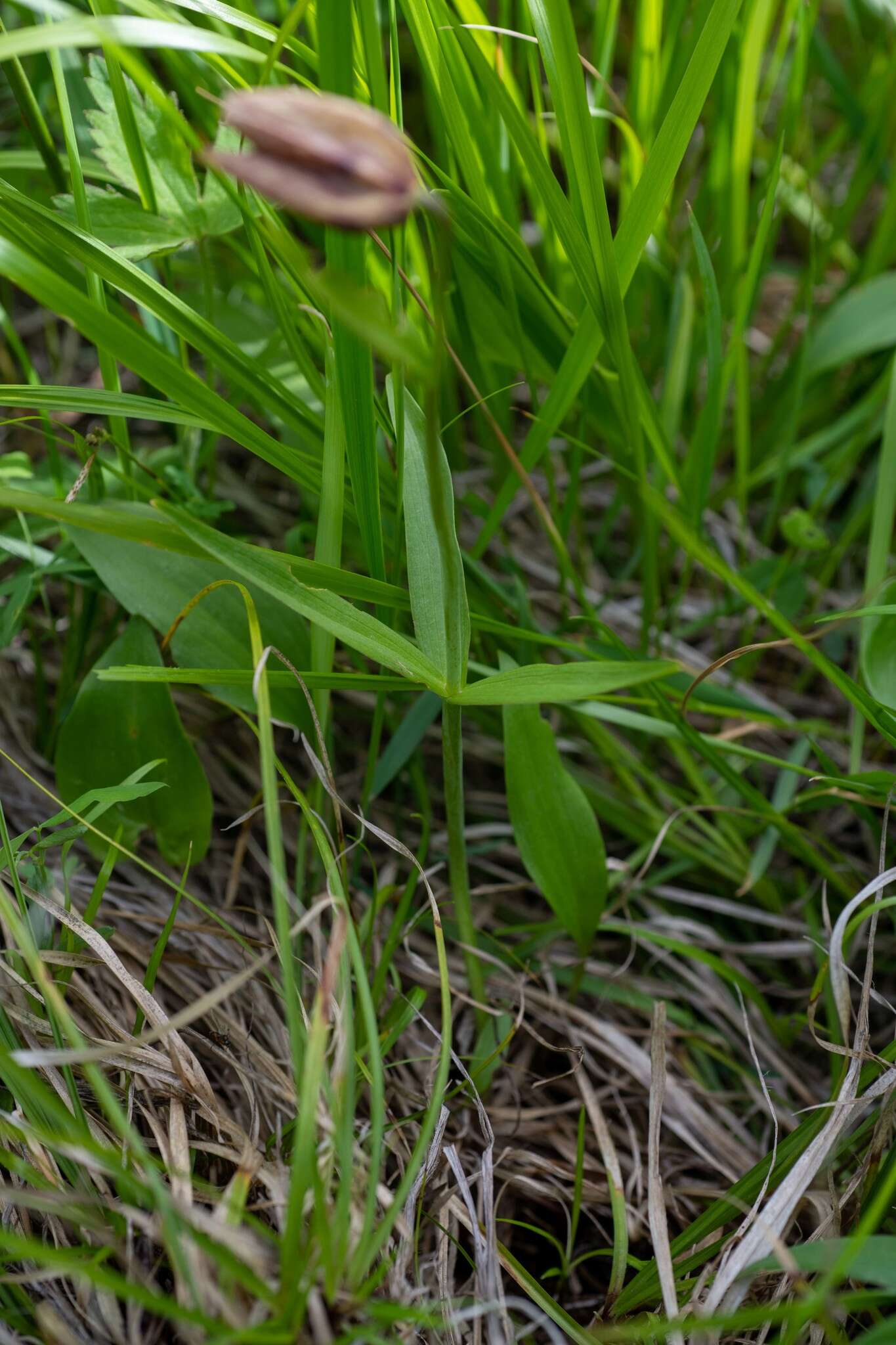 Image of Fritillaria dagana Turcz.