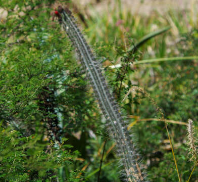 Image of Cleistocactus sepium (Kunth) F. A. C. Weber