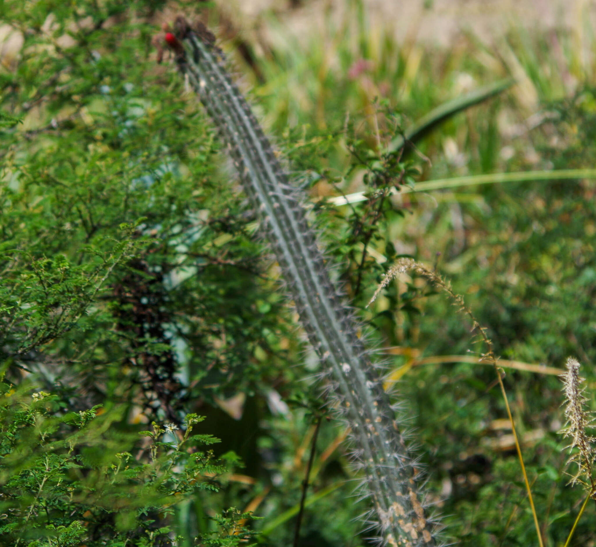 Image of Cleistocactus sepium (Kunth) F. A. C. Weber