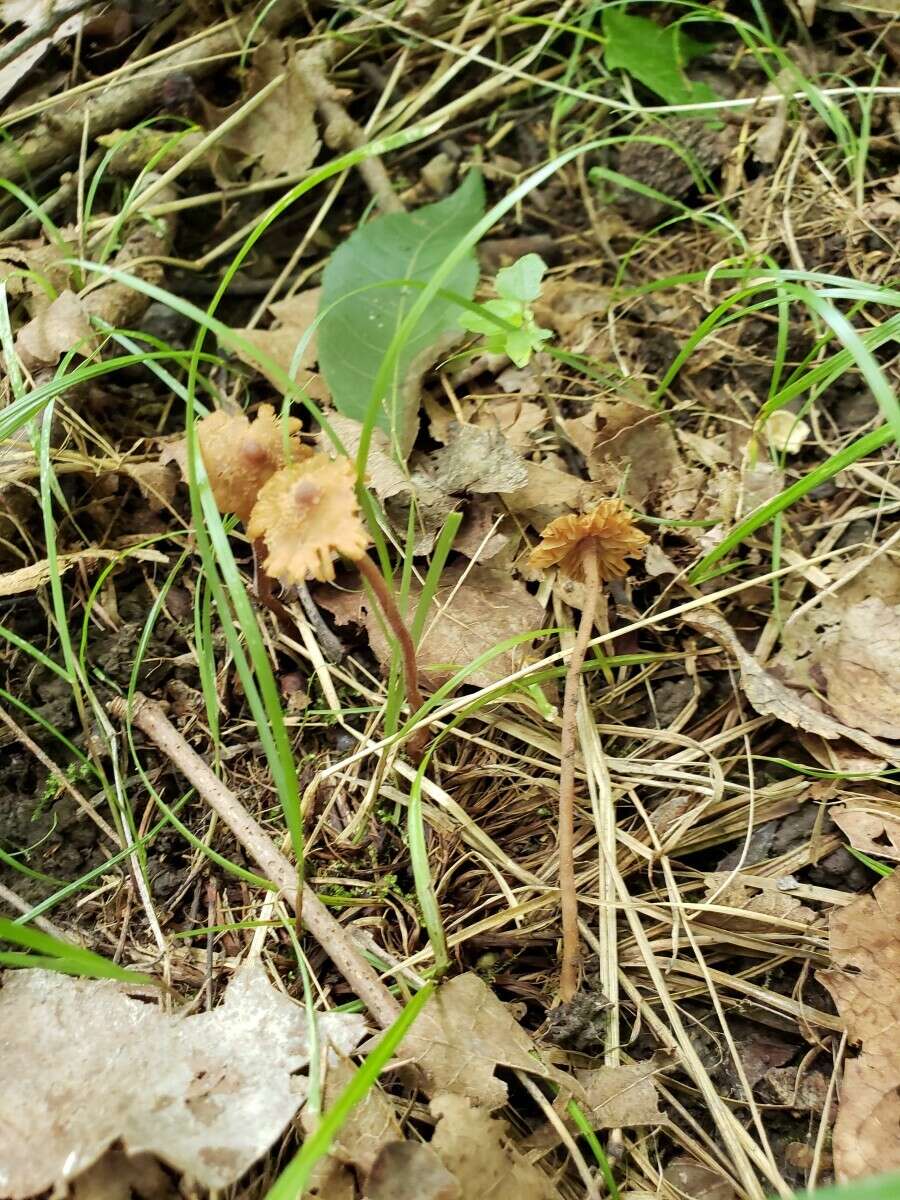 Image of Inocybe subfulva Peck 1888