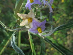 Image of Solanum croatii W. G. D' Arcy & R. C. Keating