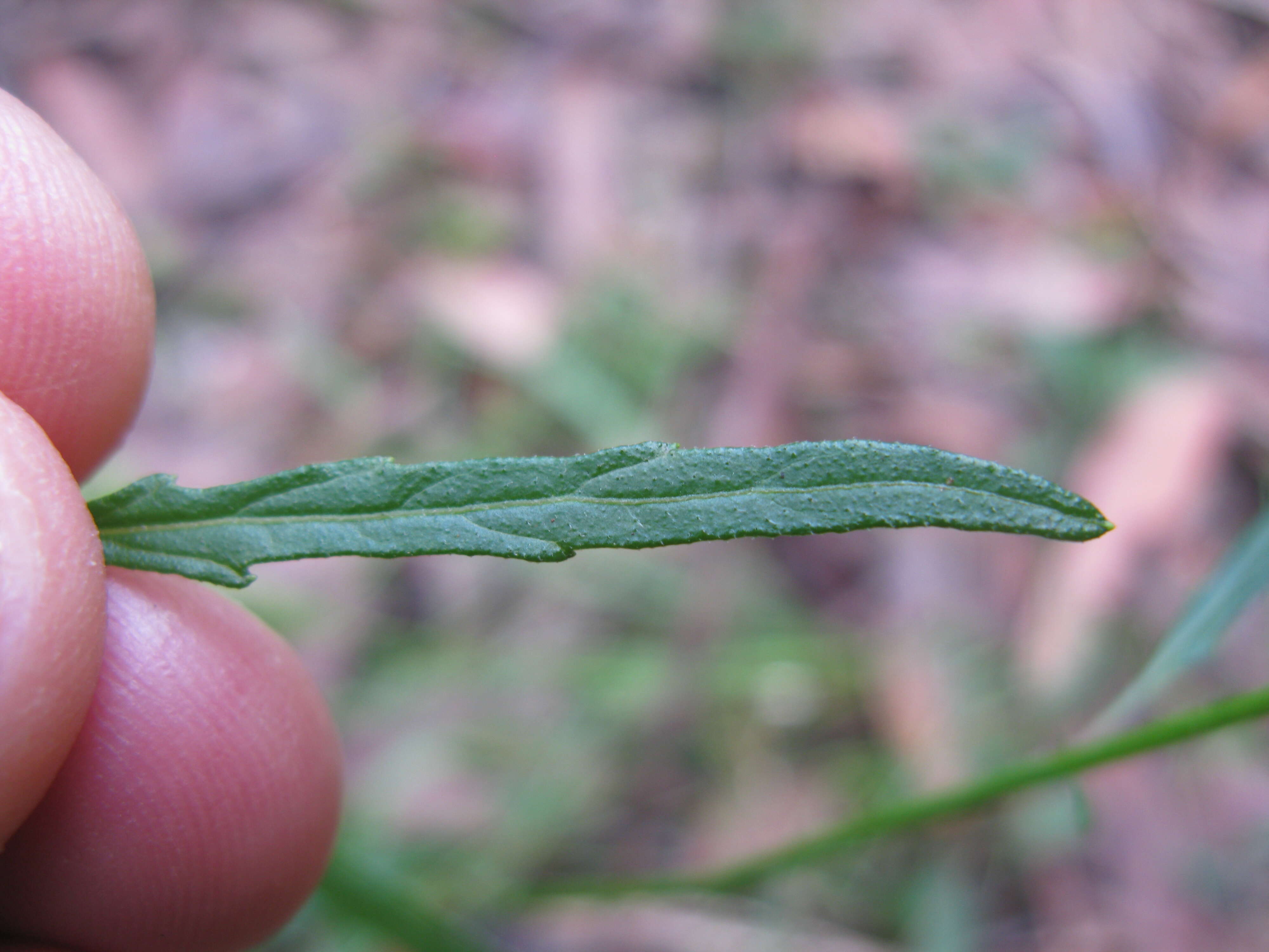 Image of ironweed