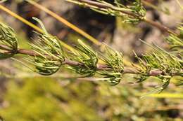 Plancia ëd Cephalaria attenuata (L. fil.) Roem. & Schult.