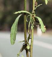 Image of ironweed