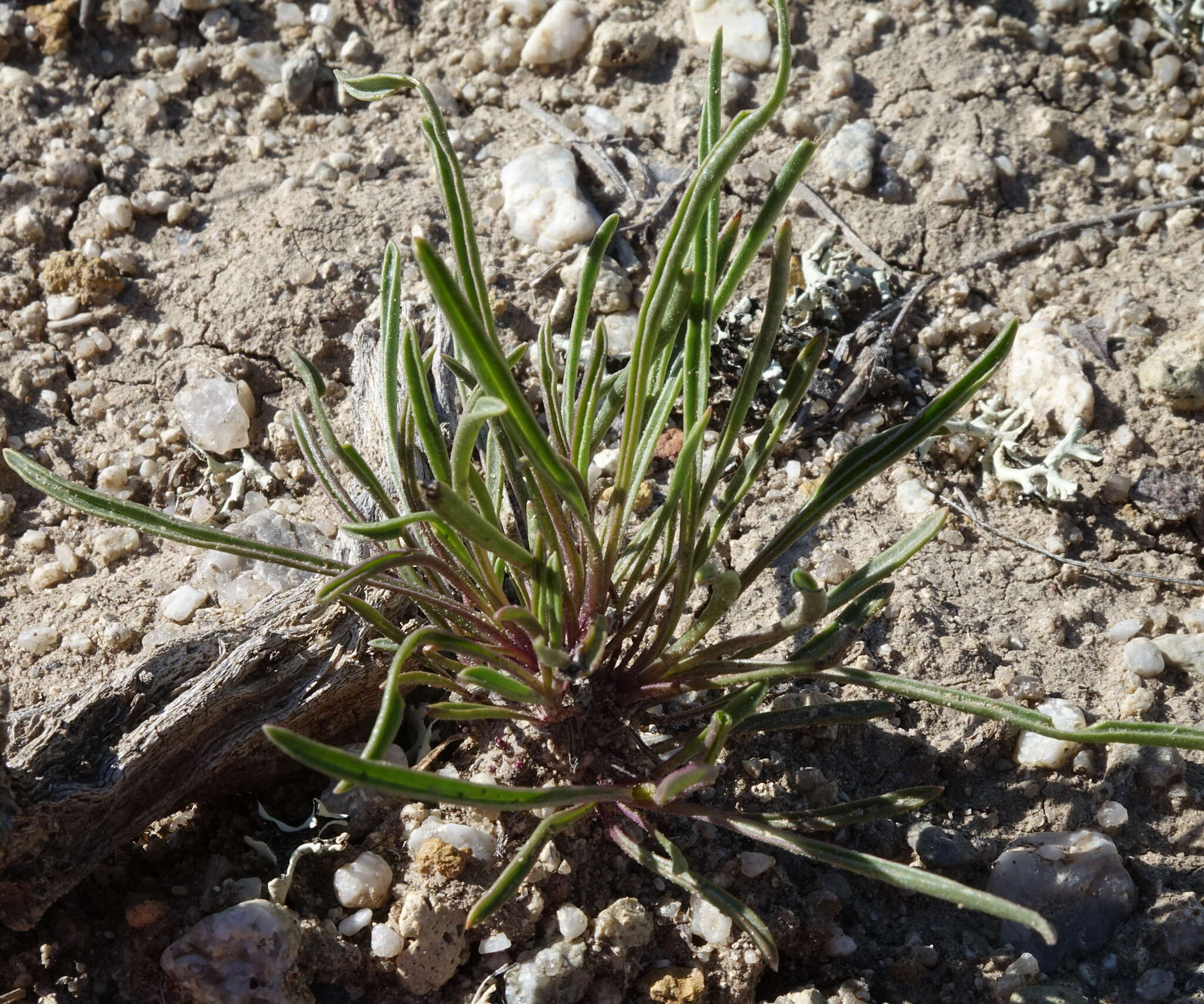 Image of Penland's beardtongue