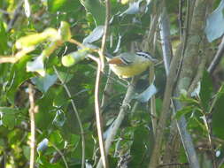 Image of Rufous-winged Antwren