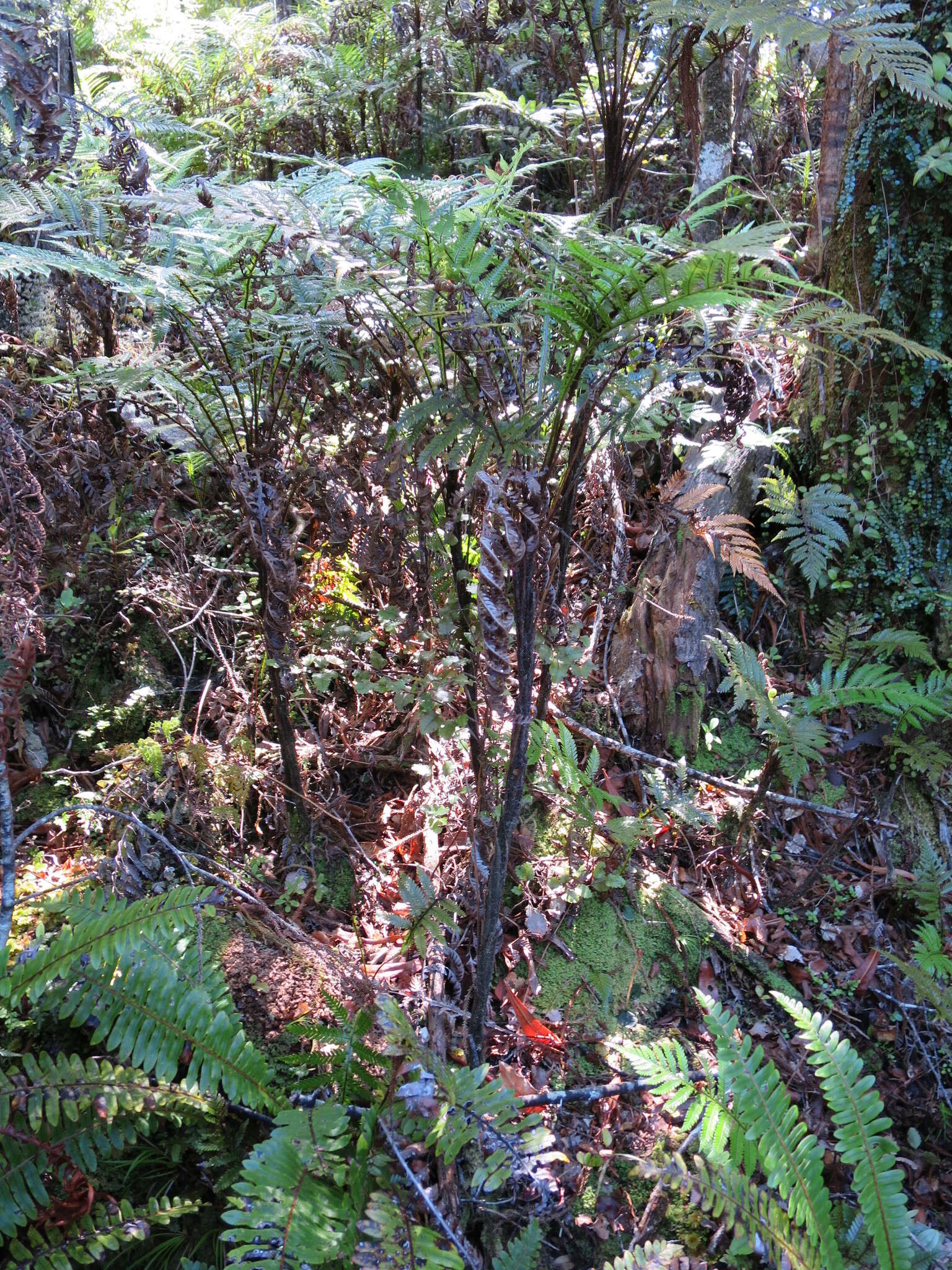 Image of Diploblechnum fraseri (A. Cunn.) De Vol