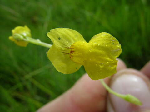 Image of Utricularia aurea Lour.