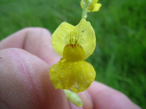 Utricularia aurea Lour. resmi