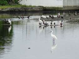 Image of Royal Spoonbill