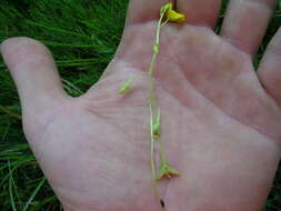 Utricularia aurea Lour. resmi