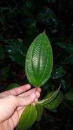 Image of Miconia aphanantha