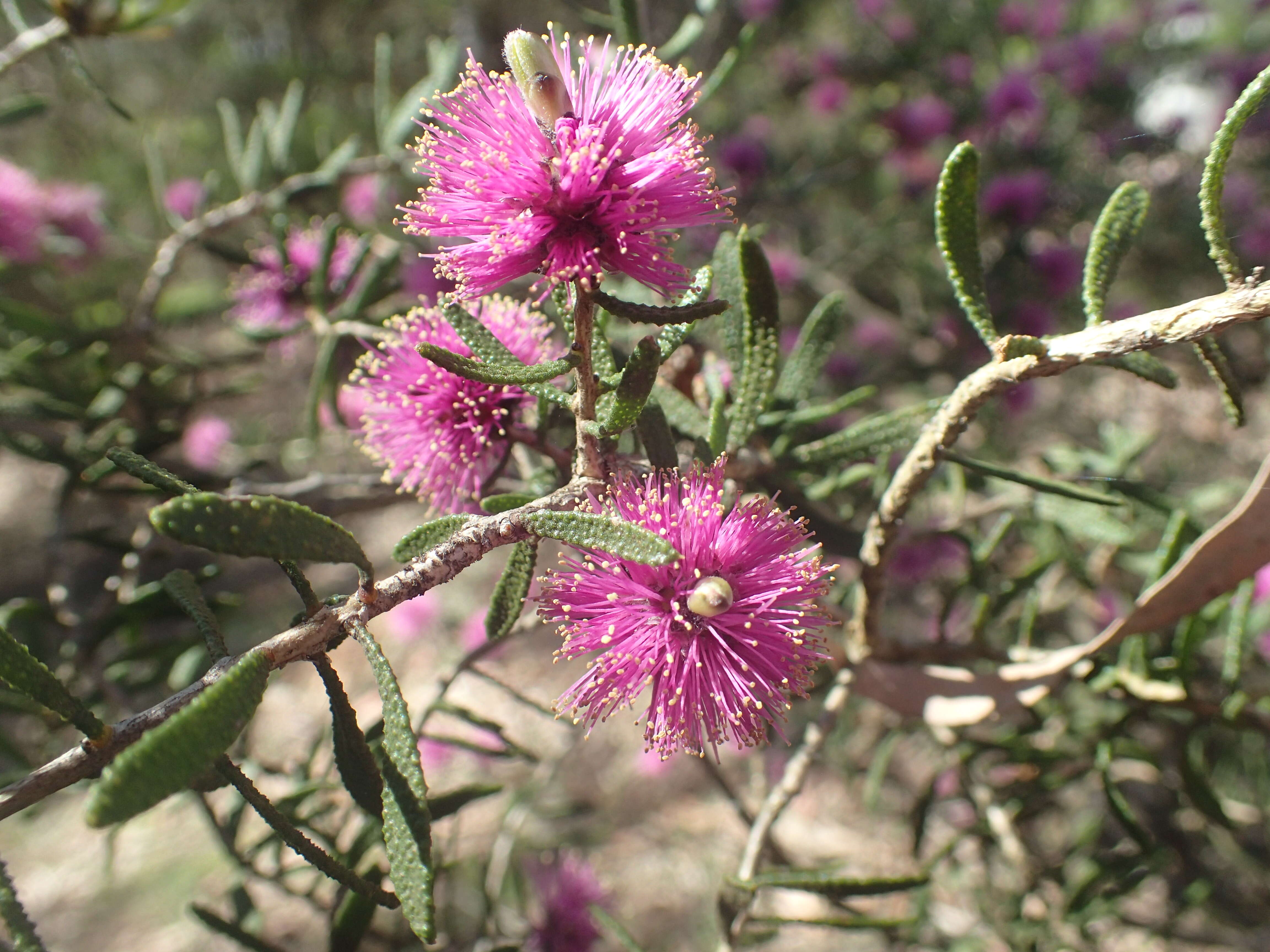 Imagem de Melaleuca sclerophylla Diels