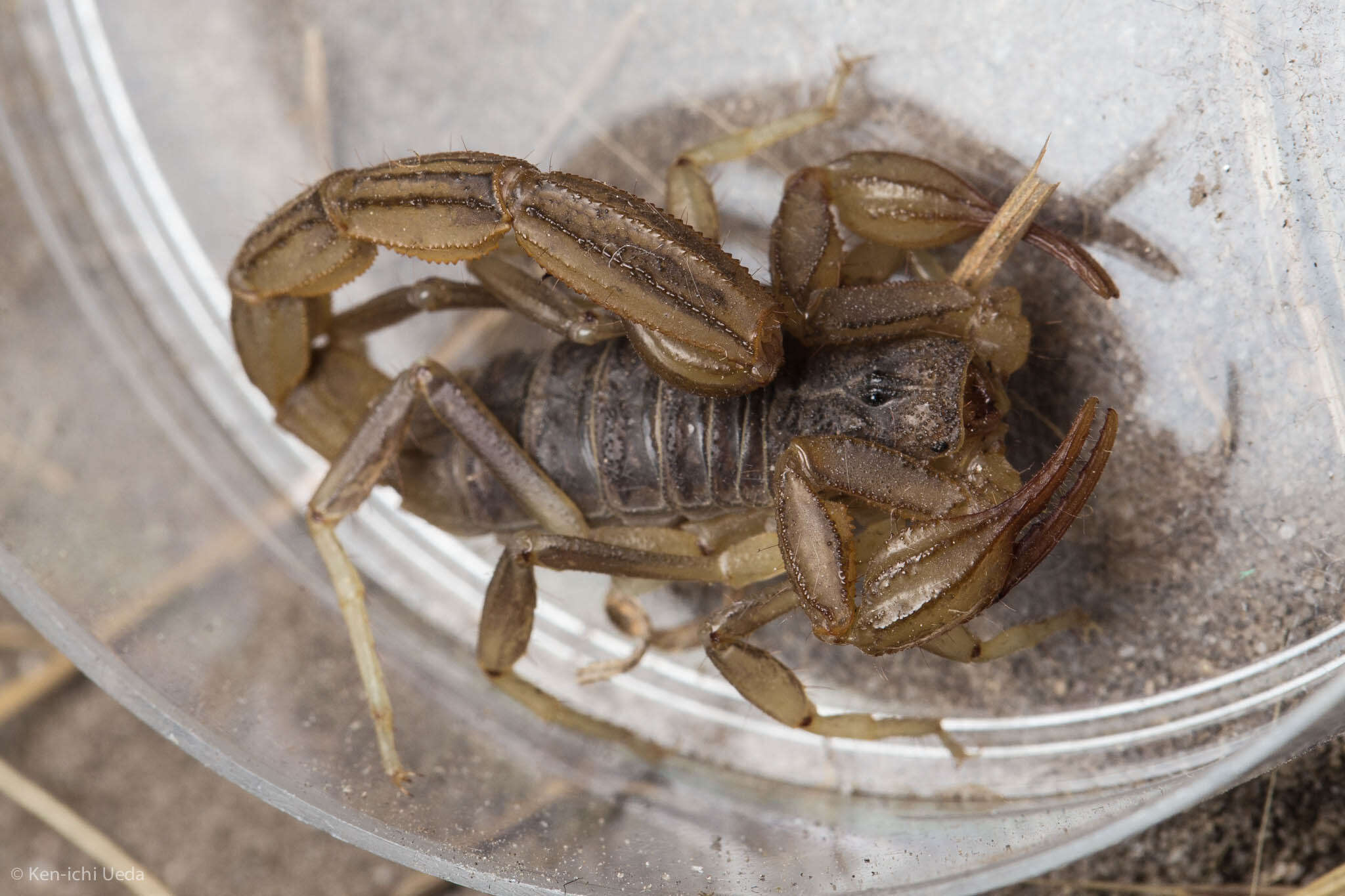 Image of California Common Scorpion