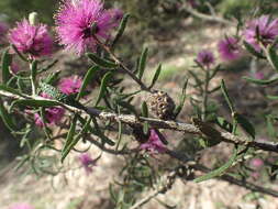 Imagem de Melaleuca sclerophylla Diels