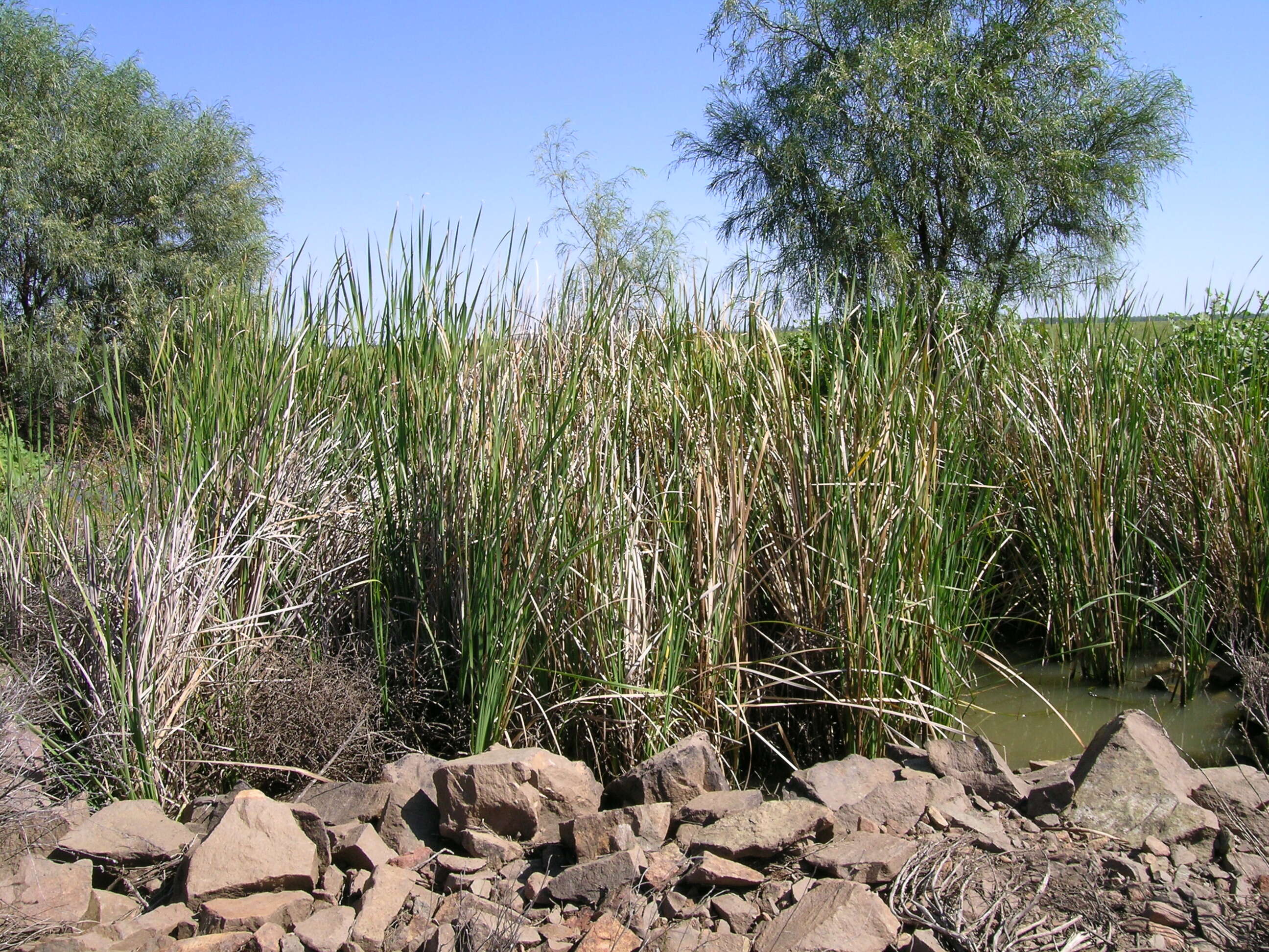 Image of southern cat-tail