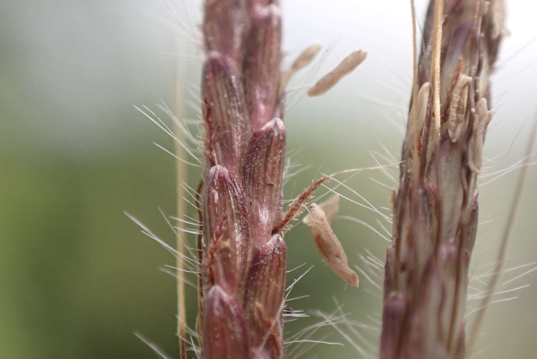 Image de Dichanthium annulatum var. papillosum (Hochst. ex A. Rich.) de Wet & Harlan