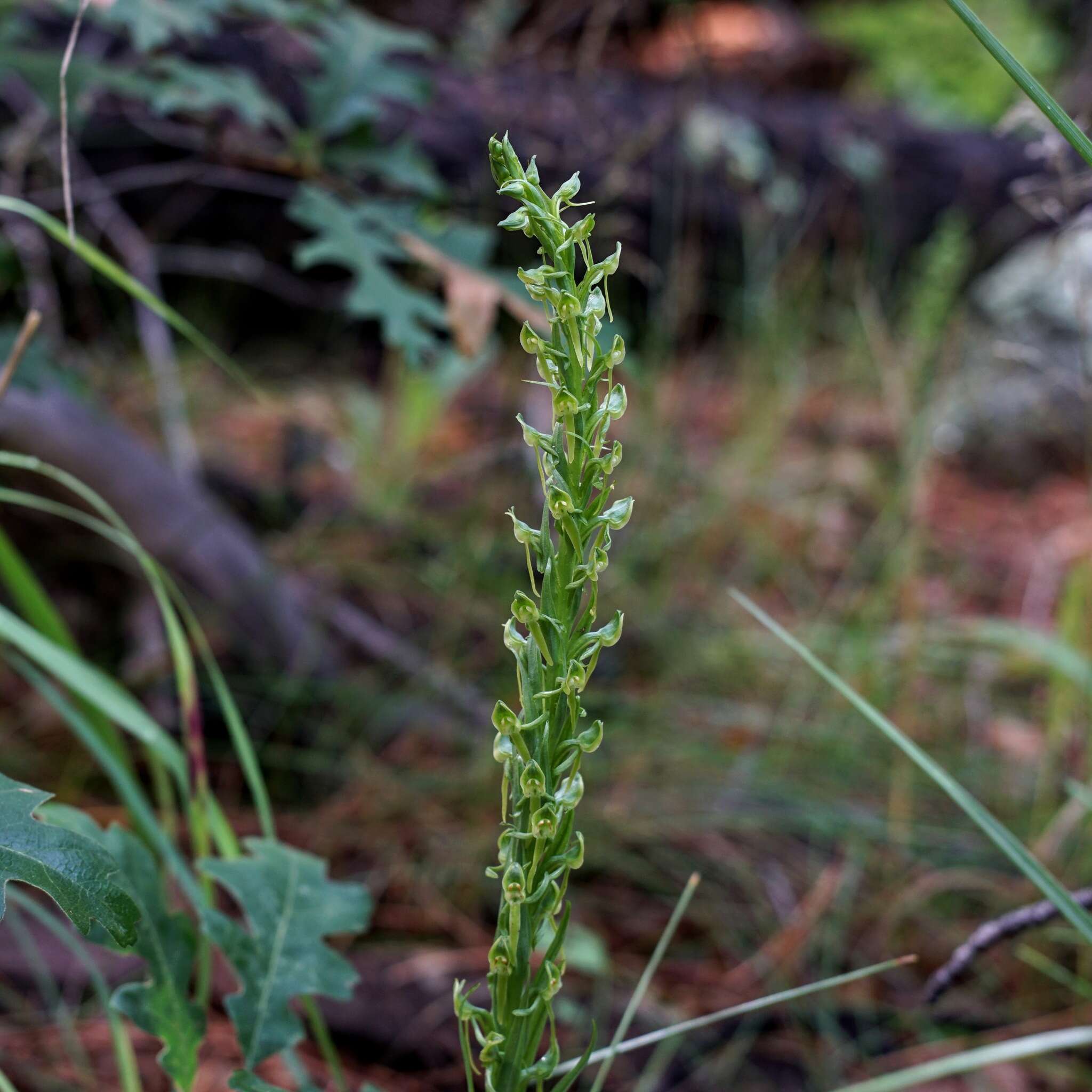 Imagem de Platanthera brevifolia (Greene) Senghas