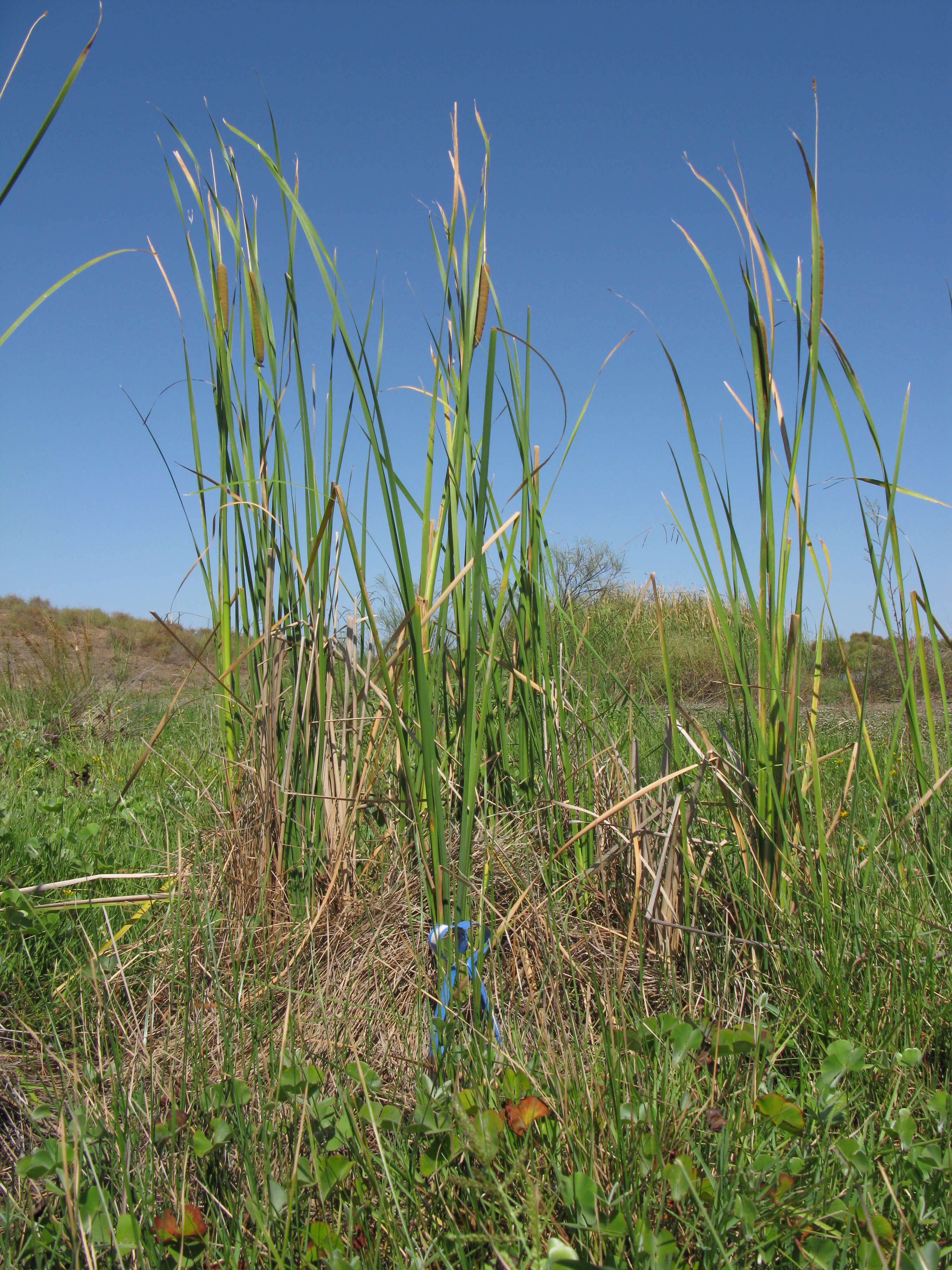 Image of southern cat-tail