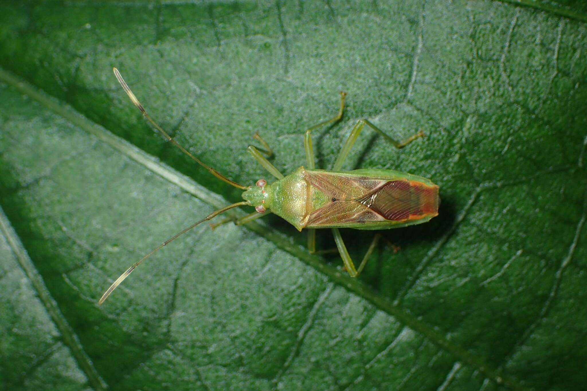 Image of Amblypelta lutescens (Distant 1911)