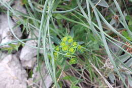 Слика од Euphorbia caesia Kar. & Kir.