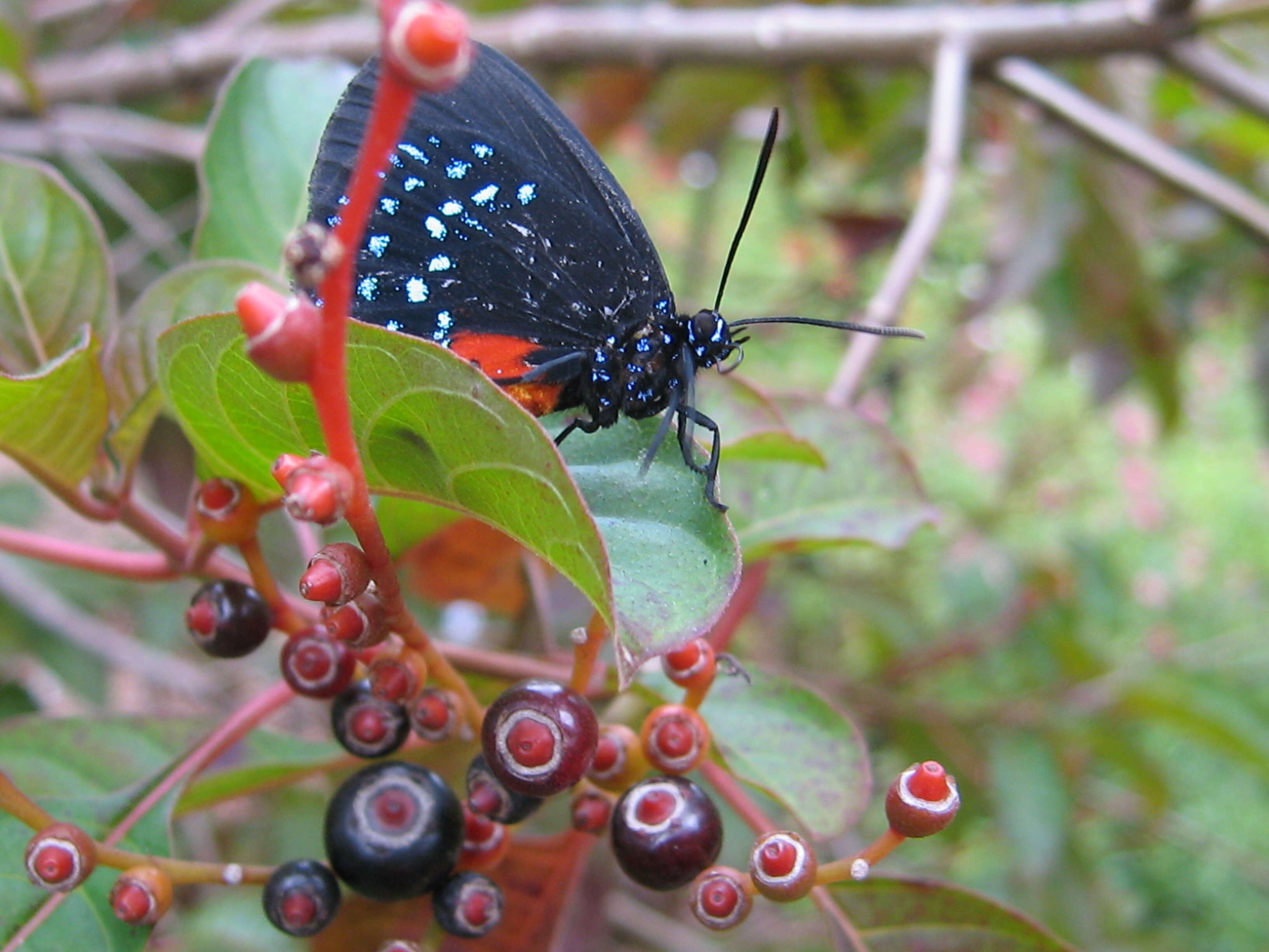 Слика од Eumaeus atala (Poey 1832)