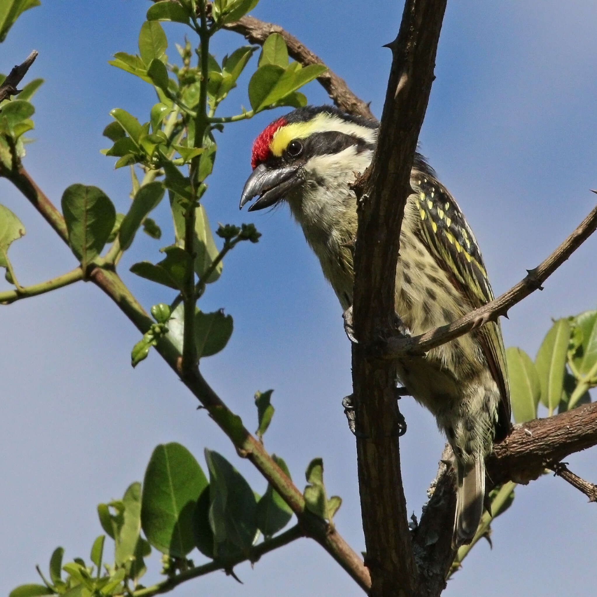 Tricholaema diademata (Heuglin 1861)的圖片