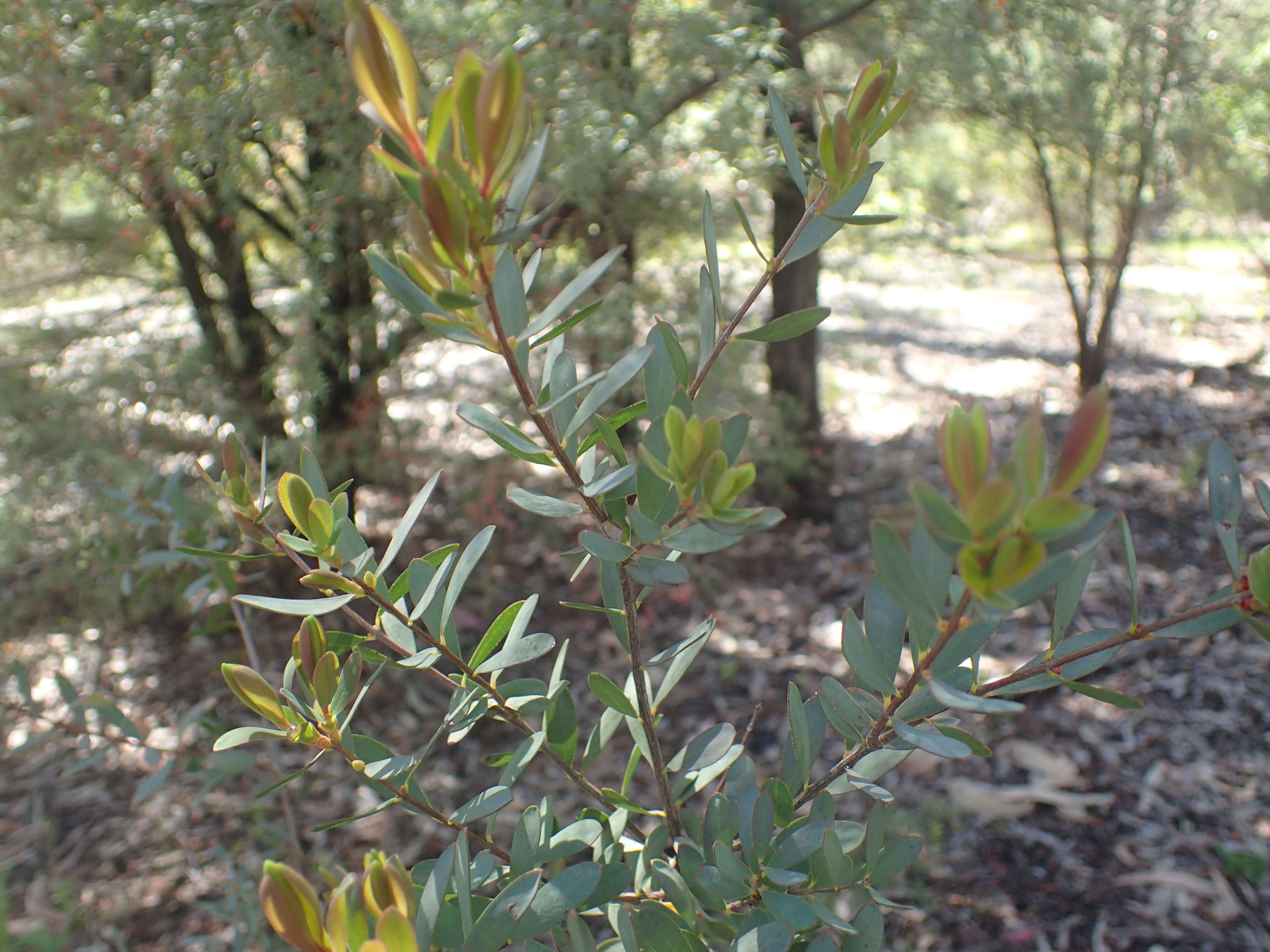 Image of Melaleuca fulgens R. Br.