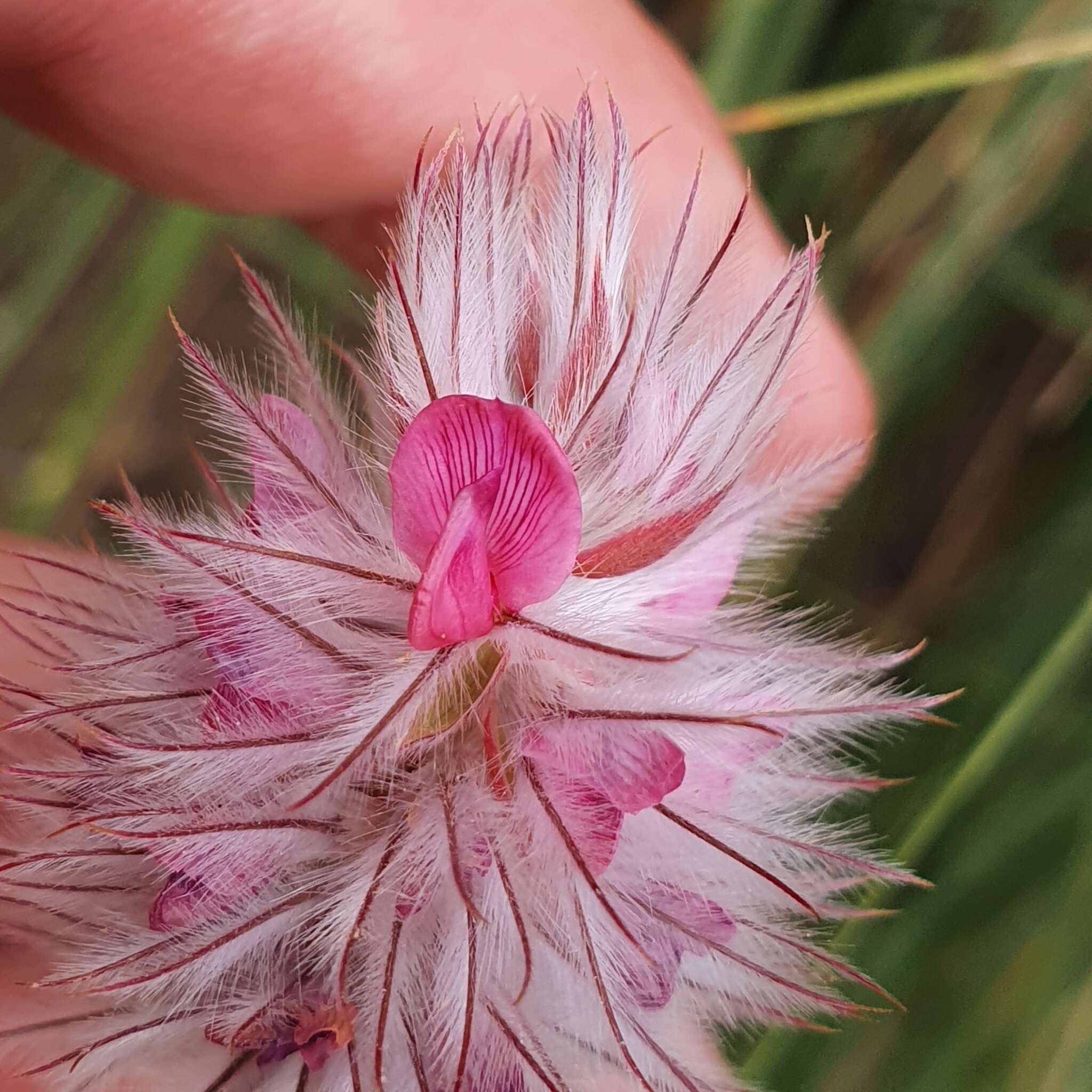 Image of Ebenus pinnata Aiton