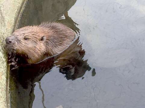 Image of European beaver