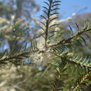 Image of Melaleuca oxyphylla J. Carrick