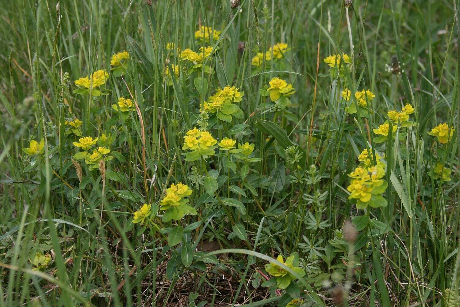 Plancia ëd Euphorbia verrucosa L.